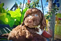 Coco, a male Havanese and Poodle - Toy  for sale in Marshfield, MO – 2 of 9