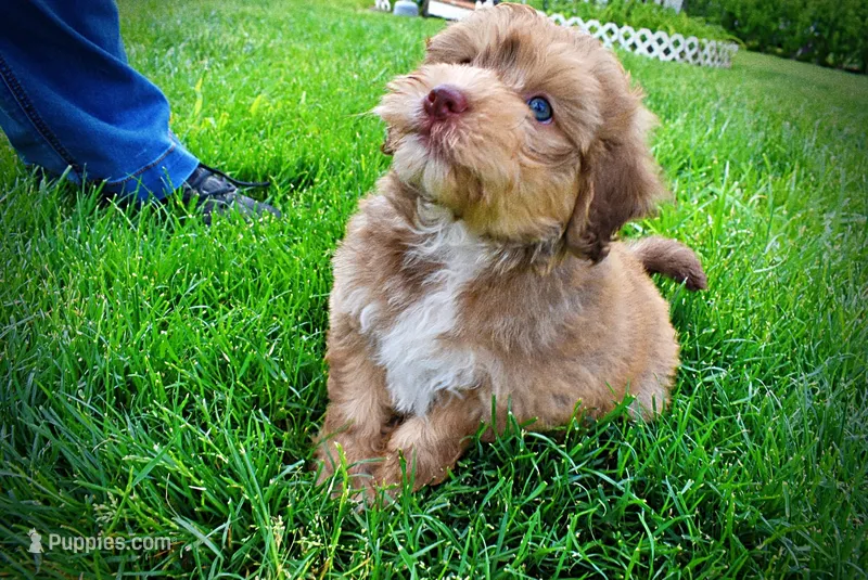 Pippin – Havanese, Poodle - Toy  puppy for sale in Marshfield, MO