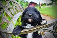 Harmony, a female Havanese and Poodle - Toy  for sale in Marshfield, MO – 5 of 10