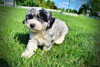 Bluebelle, a female Havanese and Poodle - Toy  for sale in Marshfield, MO – 8 of 9
