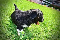 Taz, a male Havanese and Poodle - Toy  for sale in Marshfield, MO – 8 of 10