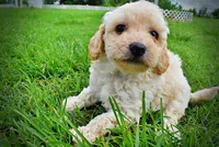 Avalon, a female Havanese and Poodle - Toy  for sale in Marshfield, MO – 3 of 10