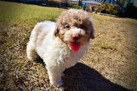 Noodles, a female Havapoo for sale in Marshfield, MO – 10 of 10