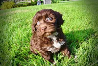 Cookie, a female Havanese and Poodle - Toy  for sale in Marshfield, MO – 4 of 9
