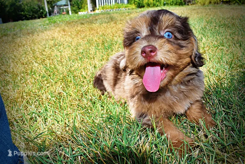 Ironman-LABOR DAY SALE-TAKE $100 OFF!!! – Havanese, Poodle - Toy  puppy for sale in Marshfield, MO