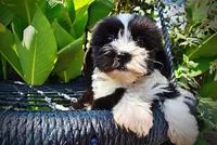 Kibbles, a male Havanese and Havapoo for sale in Marshfield, MO – 5 of 10