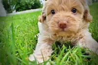 Valor, a male Havanese and Poodle - Toy  for sale in Marshfield, MO – 4 of 9