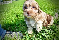Bambi, a female Havanese and Poodle - Toy  for sale in Marshfield, MO – 6 of 9
