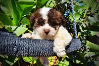 Noella, a female Havapoo for sale in Marshfield, MO – 2 of 10
