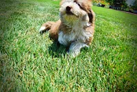 Doodles, a male Havanese and Poodle - Toy  for sale in Marshfield, MO – 5 of 10