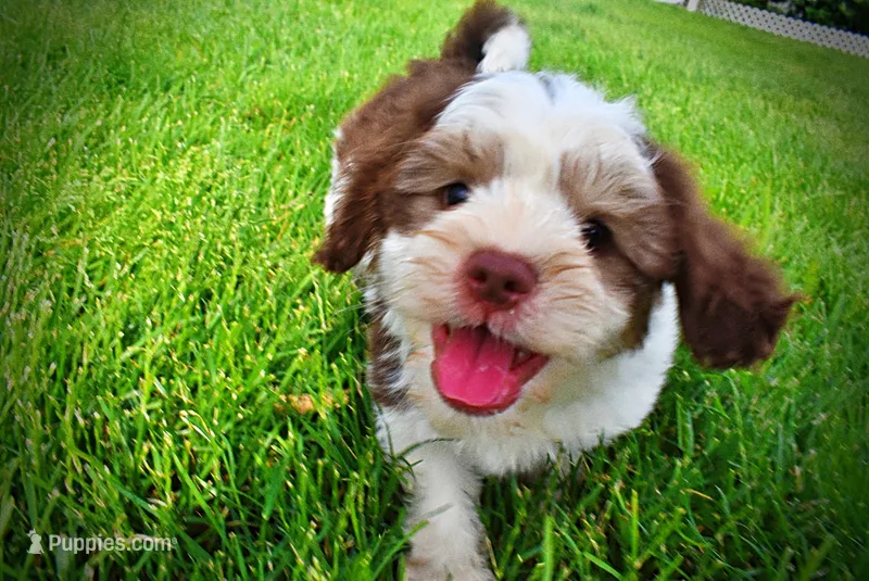 Pepper – Havanese, Poodle - Toy  puppy for sale in Marshfield, MO