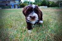 Katie, a female Havanese and Havapoo for sale in Marshfield, MO – 8 of 10