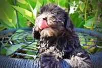 Isabella-PENDING SALE!!!, a female Havanese and Havapoo for sale in Marshfield, MO – 4 of 9