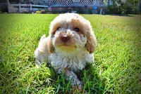 Juliet-LABOR DAY SALE-TAKE $100 OFF!!!, a female Havanese and Havapoo for sale in Marshfield, MO – 5 of 9