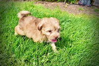 Peanut - MEMORIAL DAY SALE-$150 OFF!!, a male Havanese and Poodle - Toy  for sale in Marshfield, MO – 7 of 10