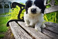 Shadow-SUMMER SALE!!  $100 off listed price!!, a male Havanese and Poodle - Toy  for sale in Marshfield, MO – 3 of 6