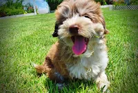 Domino, a male Havanese and Poodle - Toy  for sale in Marshfield, MO – 4 of 10