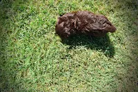 Jolene-LABOR DAY SALE-TAKE $100 OFF!!!, a female Havanese for sale in Marshfield, MO – 4 of 10