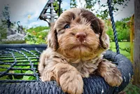 Whisky, a male Havanese and Poodle - Toy  for sale in Marshfield, MO – 7 of 10