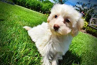 Gabby, a female Havanese and Poodle - Toy  for sale in Marshfield, MO – 6 of 10
