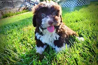 Dexter, a male Havanese and Poodle - Toy  for sale in Marshfield, MO – 8 of 10