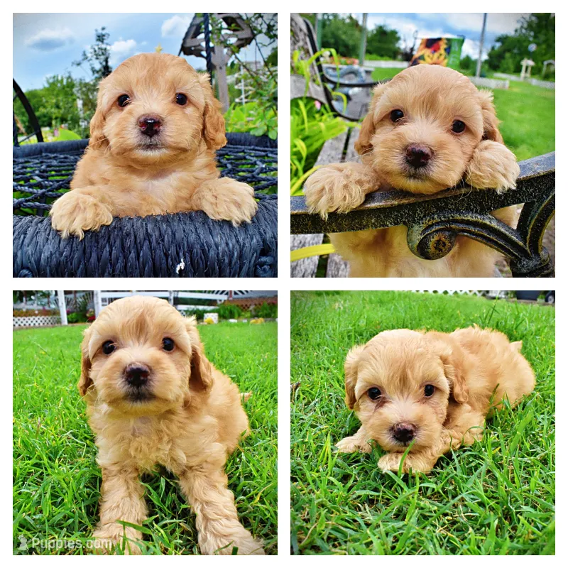 Acorn – Havanese, Poodle - Toy  puppy for sale in Marshfield, MO
