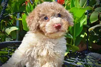 Noodles, a female Havapoo for sale in Marshfield, MO – 3 of 10