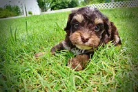 Vixen, a female Havanese and Poodle - Toy  for sale in Marshfield, MO – 5 of 10