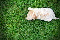 Angel, a female Havanese and Poodle - Toy  for sale in Marshfield, MO – 5 of 8