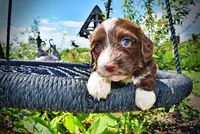 Tootsie, a female Havanese and Poodle - Toy  for sale in Marshfield, MO – 2 of 10