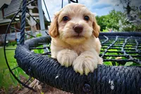 Alfie, a male Havanese and Poodle - Toy  for sale in Marshfield, MO – 5 of 7