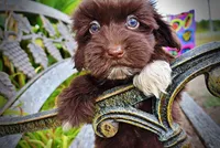 Kricket, a female Havanese and Havapoo for sale in Marshfield, MO – 3 of 9