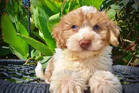 Nemo, a male Havapoo for sale in Marshfield, MO – 2 of 10