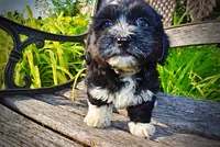 Introducing Taz! -SUMMER SALE!! $100 off listed price!!, a male Havanese and Poodle - Toy  for sale in Marshfield, MO – 9 of 10