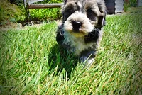 Icon, a male Havanese and Poodle - Toy  for sale in Marshfield, MO – 4 of 10