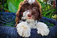 Dexter, a male Havanese and Poodle - Toy  for sale in Marshfield, MO – 6 of 10