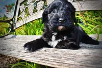 Harmony, a female Havanese and Poodle - Toy  for sale in Marshfield, MO – 9 of 10