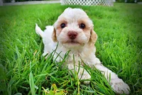 Angel, a female Havanese and Poodle - Toy  for sale in Marshfield, MO – 6 of 8