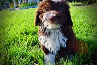 Dexter, a male Havanese and Poodle - Toy  for sale in Marshfield, MO – 5 of 10