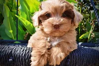 Kiwi, a female Havanese and Havapoo for sale in Marshfield, MO – 2 of 10