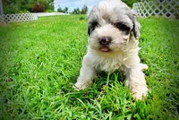 Sugar, a female Havanese and Poodle - Toy  for sale in Marshfield, MO – 8 of 10
