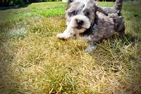 Icon-LABOR DAY SALE-TAKE $100 OFF!!!, a male Havanese and Poodle - Toy  for sale in Marshfield, MO – 6 of 10
