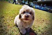 Ozzie, a male Havapoo for sale in Marshfield, MO – 10 of 10