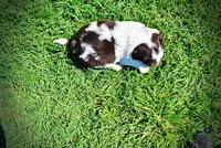 Teddy, a male Havanese and Poodle - Toy  for sale in Marshfield, MO – 4 of 10