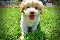 Darlin, a female Havanese and Poodle - Toy  for sale in Marshfield, MO – 7 of 10
