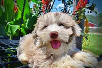 Espresso, a male Havanese and Poodle - Toy  for sale in Marshfield, MO – 3 of 10