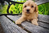 Acorn, a male Havanese and Poodle - Toy  for sale in Marshfield, MO – 4 of 10