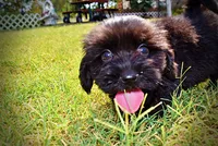 Kipper, a male Havanese and Havapoo for sale in Marshfield, MO – 3 of 10