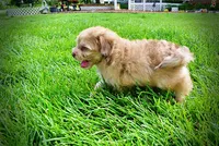 Peanut - MEMORIAL DAY SALE-$150 OFF!!, a male Havanese and Poodle - Toy  for sale in Marshfield, MO – 9 of 10