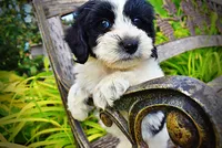 Shadow-SUMMER SALE!!  $100 off listed price!!, a male Havanese and Poodle - Toy  for sale in Marshfield, MO – 4 of 6